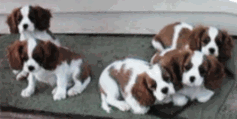 Jazzy's five pups