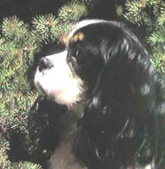 Ch. Rattlebridge Andrew Wyeth