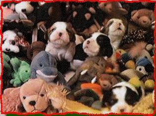 Can you find all four puppies?