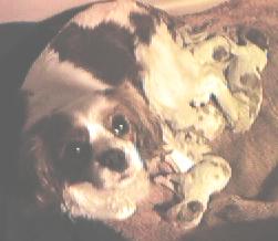 Jazzy and one day old pups.